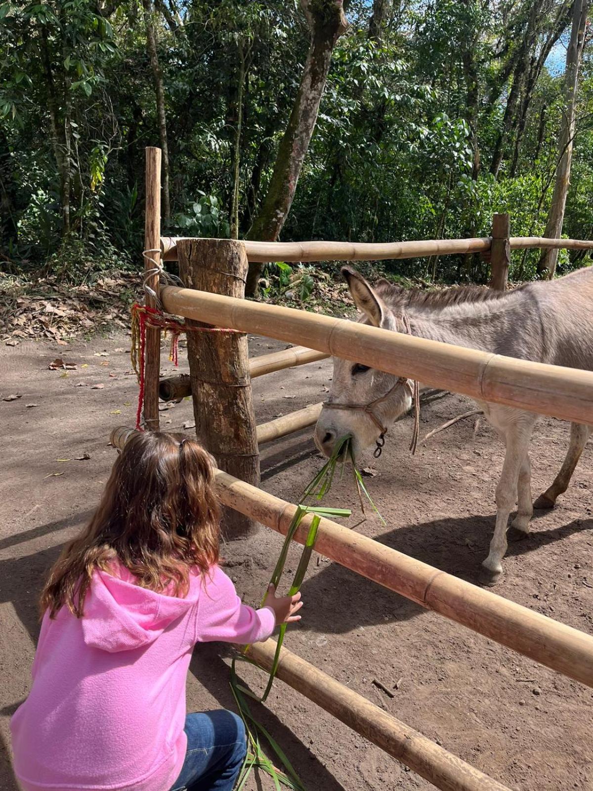 Boscana Forest Resort & Residence Coscomatepec de Bravo Kültér fotó